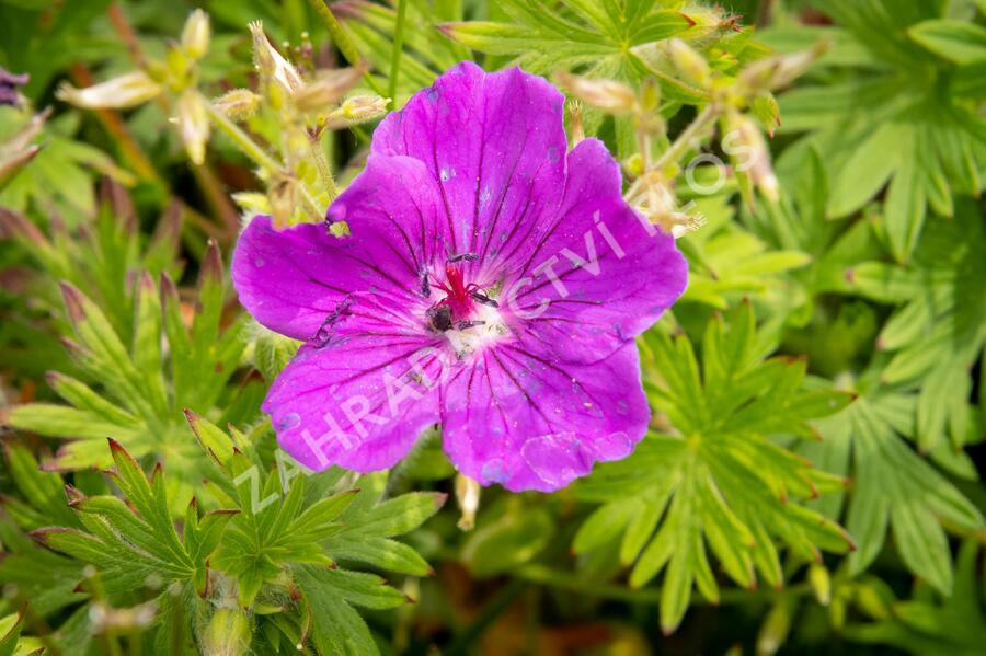 Kakost krvavý 'Tiny Monster' - Geranium sanguineum 'Tiny Monster'