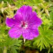 Kakost krvavý 'Tiny Monster' - Geranium sanguineum 'Tiny Monster'