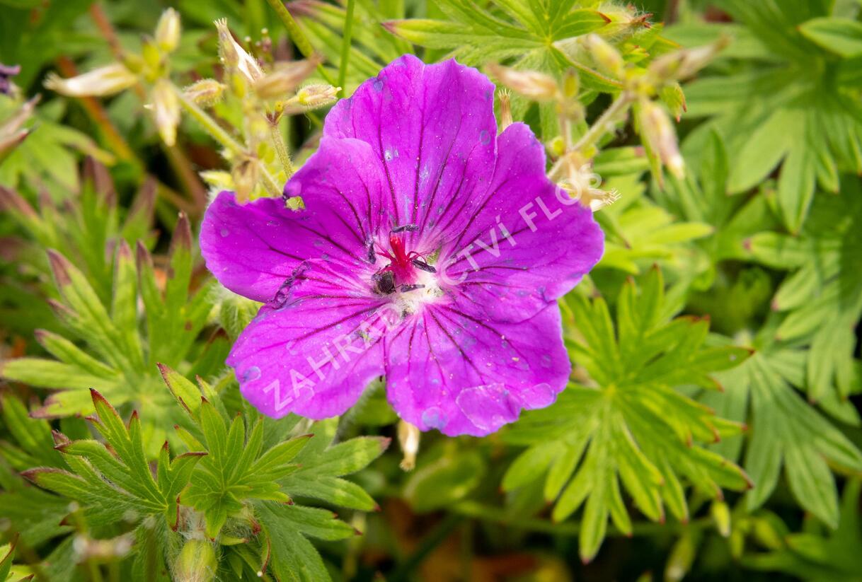 Kakost krvavý 'Tiny Monster' - Geranium sanguineum 'Tiny Monster'