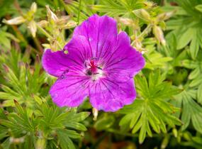 Kakost krvavý 'Tiny Monster' - Geranium sanguineum 'Tiny Monster'