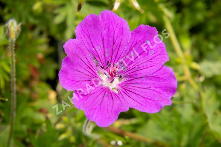 Kakost krvavý 'Tiny Monster' - Geranium sanguineum 'Tiny Monster'