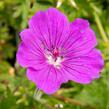 Kakost krvavý 'Tiny Monster' - Geranium sanguineum 'Tiny Monster'