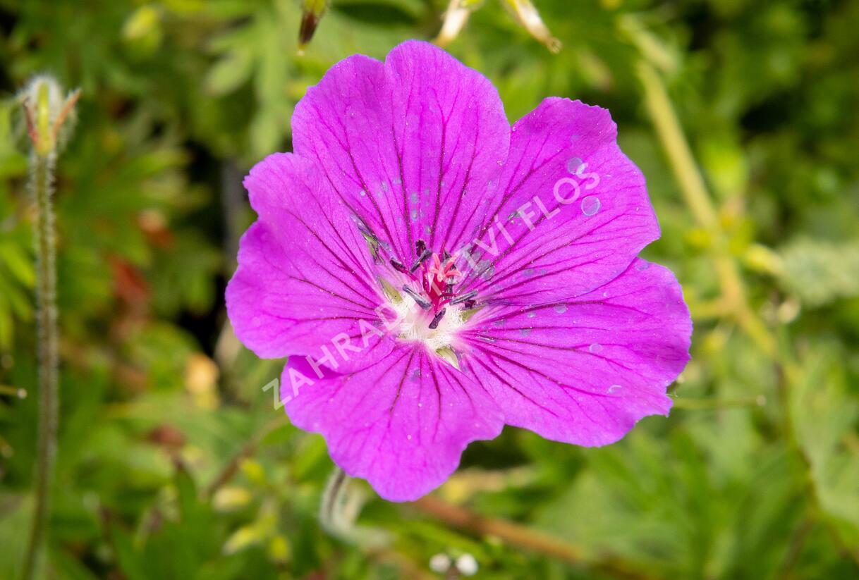 Kakost krvavý 'Tiny Monster' - Geranium sanguineum 'Tiny Monster'