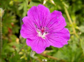 Kakost krvavý 'Tiny Monster' - Geranium sanguineum 'Tiny Monster'