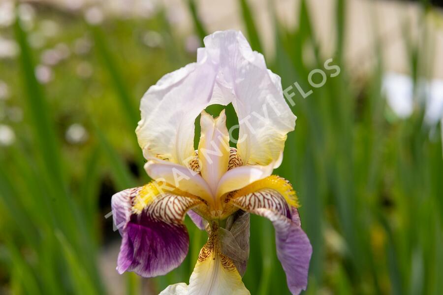Kosatec německý 'Folkwang' - Iris barbata-elatior 'Folkwang'