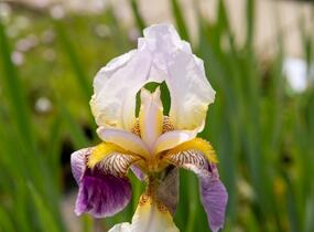 Kosatec německý 'Folkwang' - Iris barbata-elatior 'Folkwang'