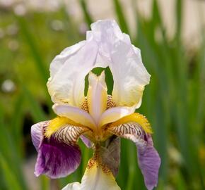 Kosatec německý 'Folkwang' - Iris barbata-elatior 'Folkwang'