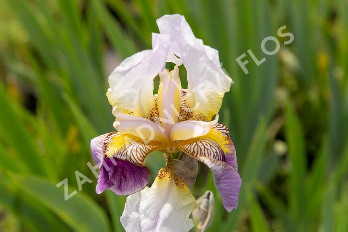 Kosatec německý 'Folkwang' - Iris barbata-elatior 'Folkwang'