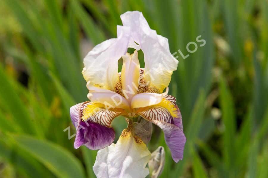 Kosatec německý 'Folkwang' - Iris barbata-elatior 'Folkwang'