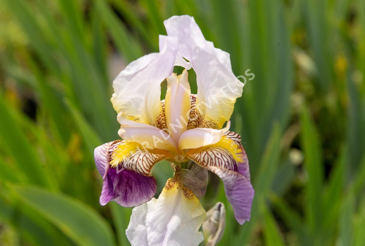 Kosatec německý 'Folkwang' - Iris barbata-elatior 'Folkwang'
