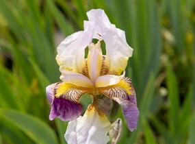 Kosatec německý 'Folkwang' - Iris barbata-elatior 'Folkwang'