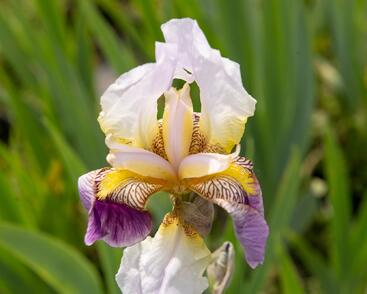 Kosatec německý 'Folkwang'