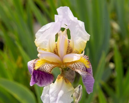 Kosatec Rosa Sazenice kosatce - iris | Zahradnictví FLOS