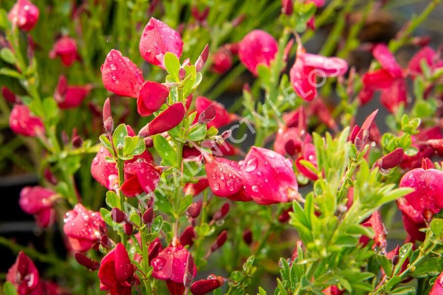 Čilimník 'Boskoop Ruby' - Cytisus 'Boskoop Ruby'