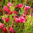 Čilimník 'Boskoop Ruby' - Cytisus 'Boskoop Ruby'