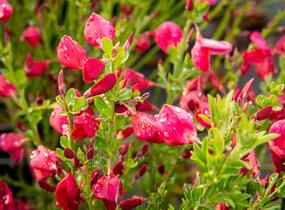 Čilimník 'Boskoop Ruby' - Cytisus 'Boskoop Ruby'