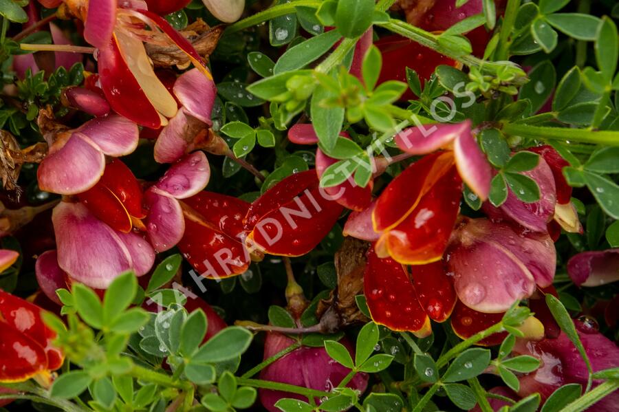 Čilimník 'Boskoop Ruby' - Cytisus 'Boskoop Ruby'