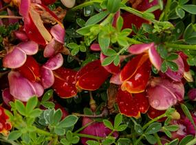 Čilimník 'Boskoop Ruby' - Cytisus 'Boskoop Ruby'