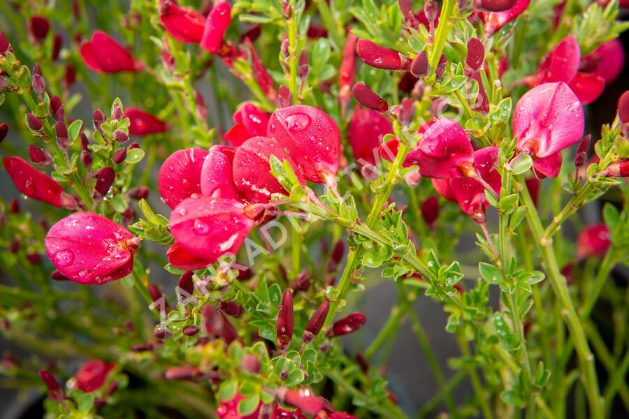 Čilimník 'Boskoop Ruby' - Cytisus 'Boskoop Ruby'