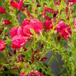 Čilimník 'Boskoop Ruby' - Cytisus 'Boskoop Ruby'