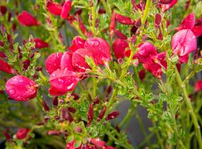 Čilimník 'Boskoop Ruby' - Cytisus 'Boskoop Ruby'