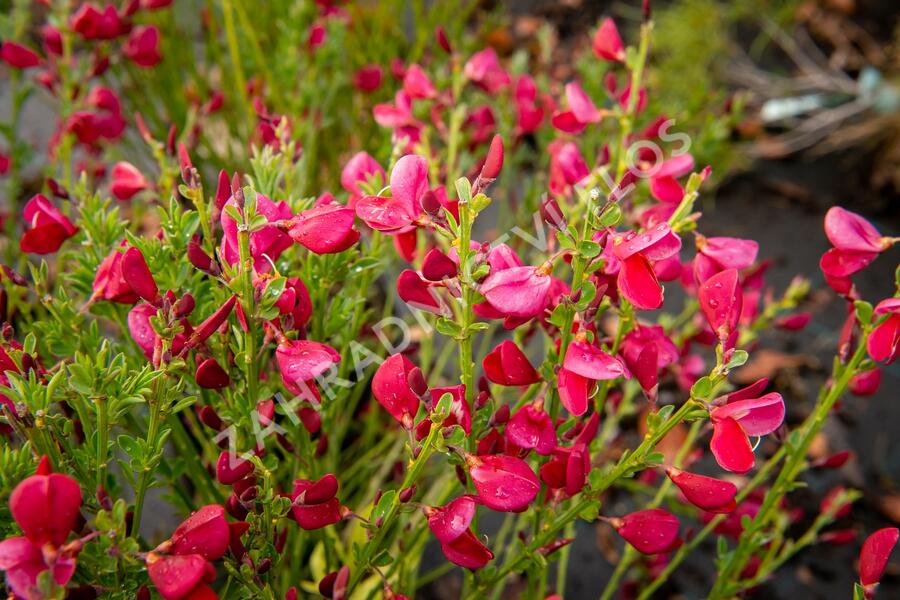 Čilimník 'Boskoop Ruby' - Cytisus 'Boskoop Ruby'