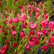 Čilimník 'Boskoop Ruby' - Cytisus 'Boskoop Ruby'