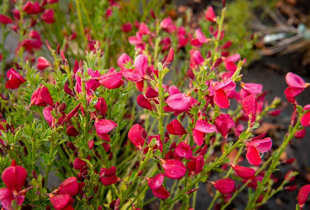 Čilimník 'Boskoop Ruby' - Cytisus 'Boskoop Ruby'