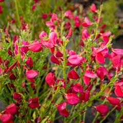 Čilimník 'Boskoop Ruby' - Cytisus 'Boskoop Ruby'
