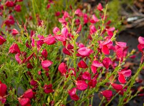 Čilimník 'Boskoop Ruby' - Cytisus 'Boskoop Ruby'