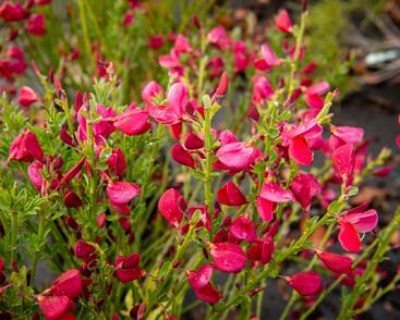 Čilimník 'Boskoop Ruby'