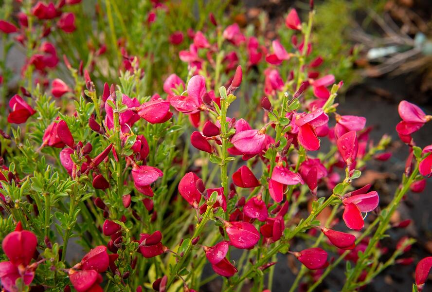 Čilimník 'Boskoop Ruby' - Cytisus 'Boskoop Ruby'