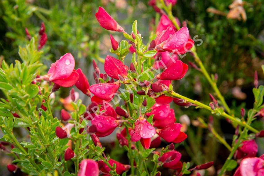 Čilimník 'Boskoop Ruby' - Cytisus 'Boskoop Ruby'