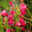 Čilimník 'Boskoop Ruby' - Cytisus 'Boskoop Ruby'