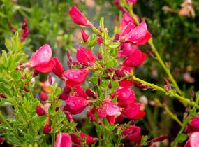 Čilimník 'Boskoop Ruby' - Cytisus 'Boskoop Ruby'