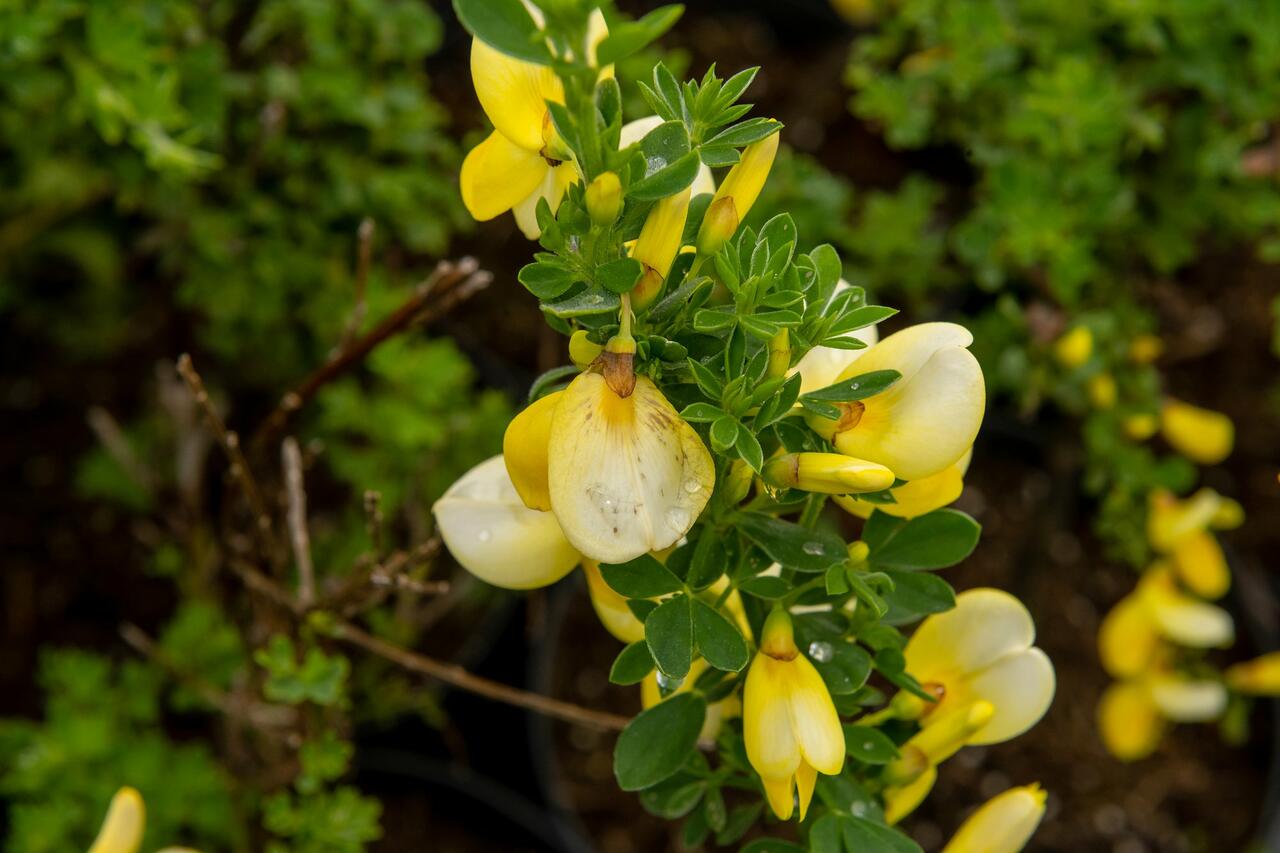 Čilimník 'Luna' - Cytisus 'Luna' | Zahradnictví FLOS