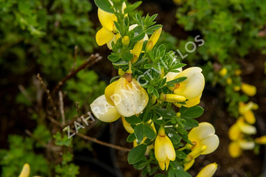 Čilimník 'Luna' - Cytisus 'Luna'