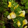 Čilimník 'Luna' - Cytisus 'Luna'