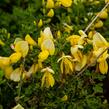 Čilimník 'Luna' - Cytisus 'Luna'