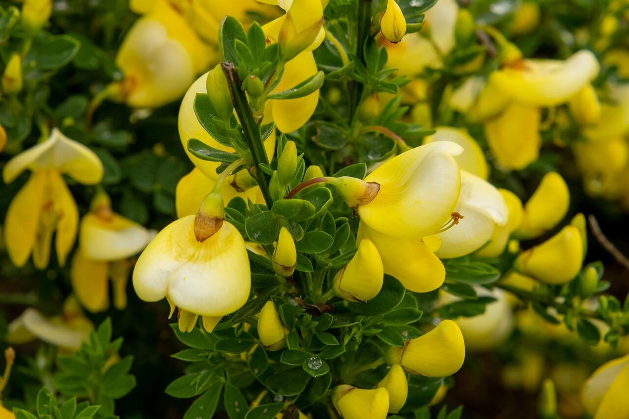 Čilimník 'Luna' - Cytisus 'Luna' | Zahradnictví FLOS