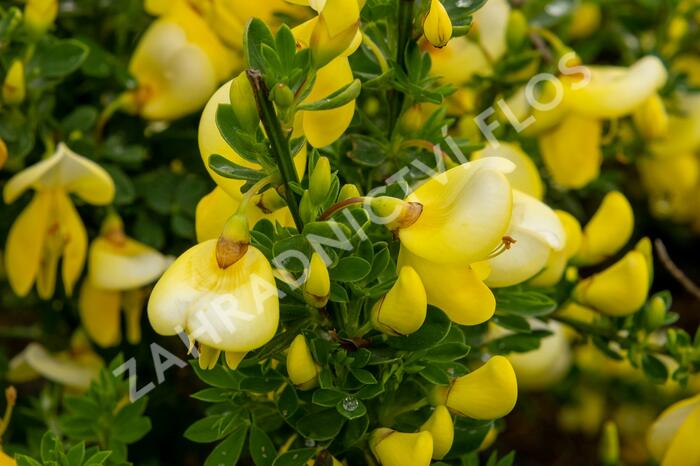 Čilimník 'Luna' - Cytisus 'Luna'