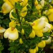 Čilimník 'Luna' - Cytisus 'Luna'