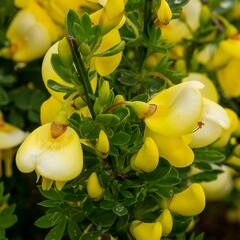 Čilimník 'Luna' - Cytisus 'Luna'