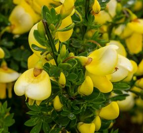 Čilimník 'Luna' - Cytisus 'Luna'