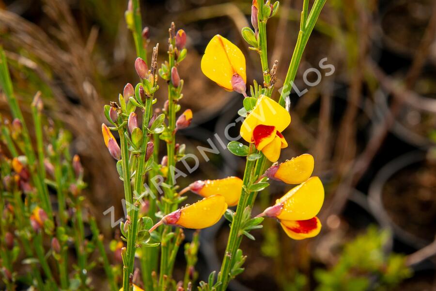 Čilimník 'Andreanus Splendens' - Cytisus 'Andreanus Splendens'