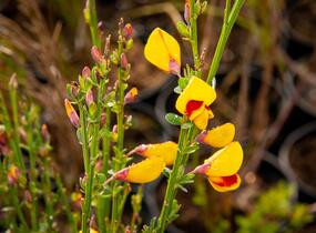 Čilimník 'Andreanus Splendens' - Cytisus 'Andreanus Splendens'