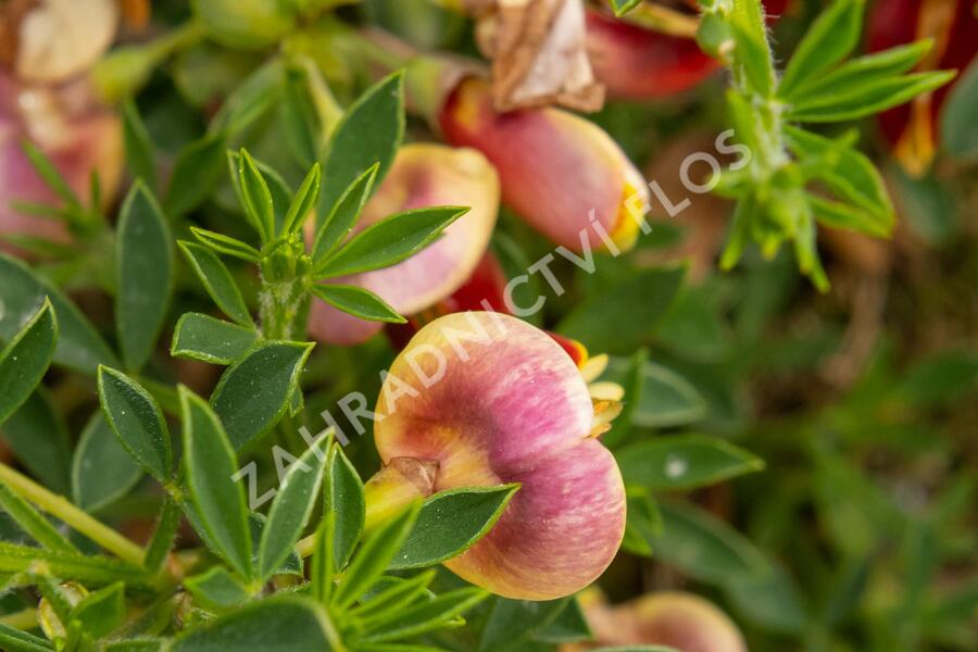 Čilimník 'Andreanus Splendens' - Cytisus 'Andreanus Splendens'