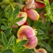 Čilimník 'Andreanus Splendens' - Cytisus 'Andreanus Splendens'