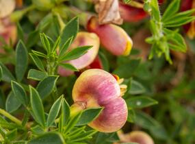 Čilimník 'Andreanus Splendens' - Cytisus 'Andreanus Splendens'