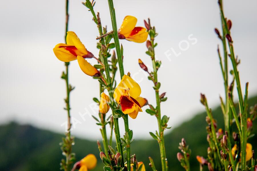 Čilimník 'Andreanus Splendens' - Cytisus 'Andreanus Splendens'